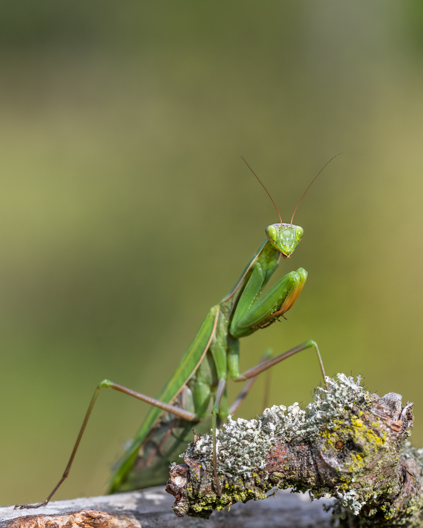 Europäische Gottesanbeterin (Mantis religiosa)