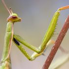 Europäische Gottesanbeterin (Mantis religiosa)