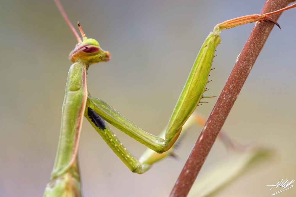 Europäische Gottesanbeterin (Mantis religiosa)