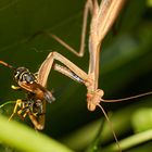 Europäische Gottesanbeterin (Mantis religiosa)