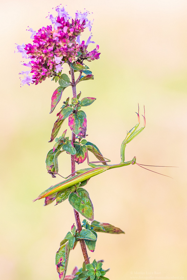 Europäische Gottesanbeterin (Mantis Religiosa)