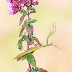 Europäische Gottesanbeterin (Mantis Religiosa)