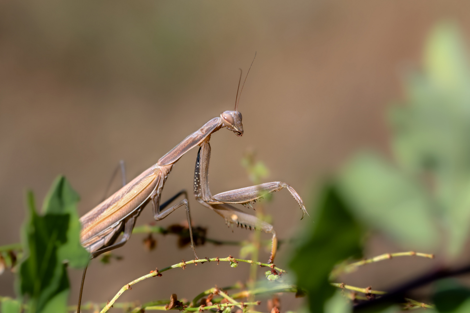 Europäische Gottesanbeterin (Mantis religiosa)