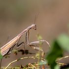 Europäische Gottesanbeterin (Mantis religiosa)