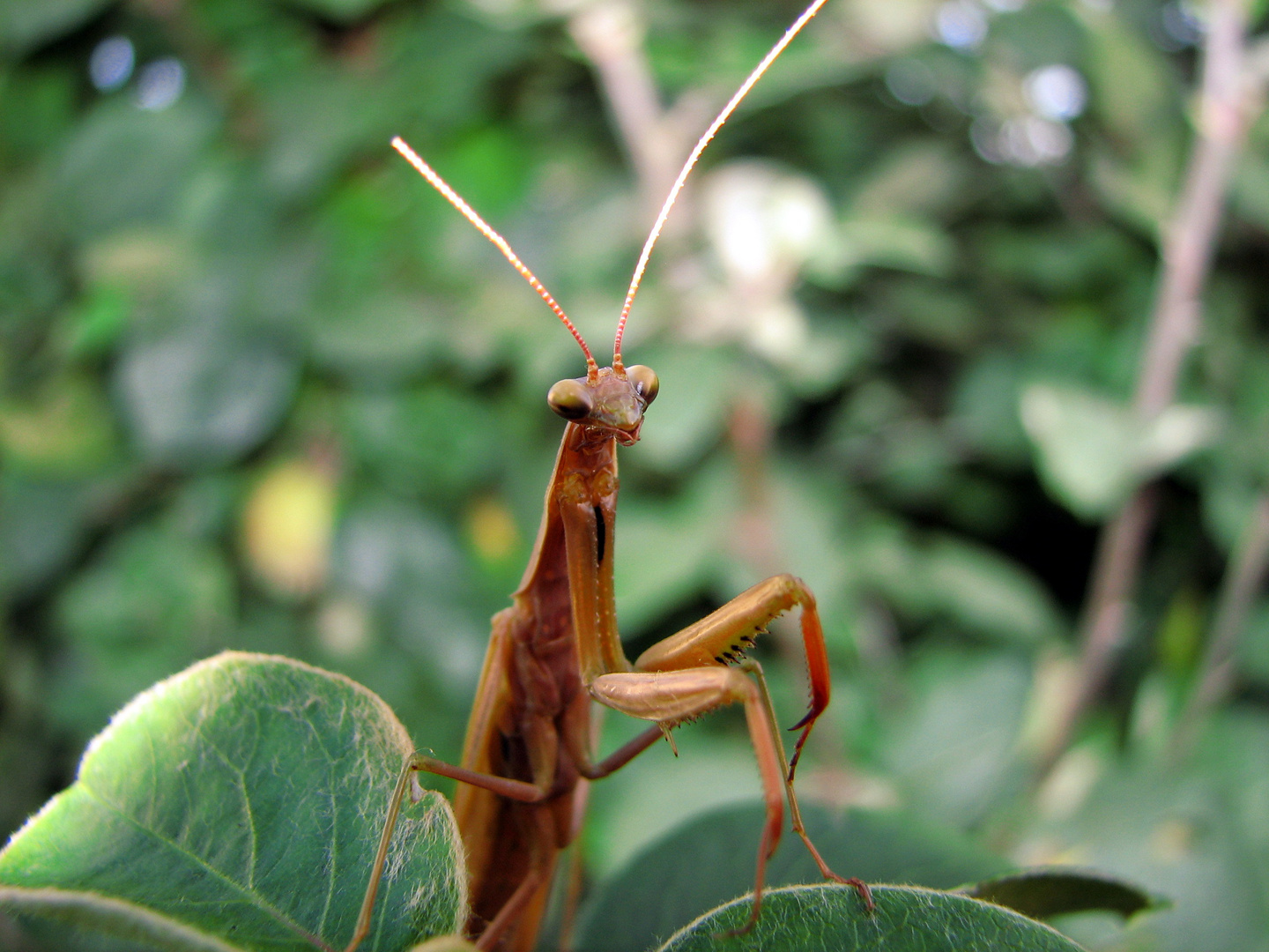 Europäische Gottesanbeterin (Mantis religiosa)