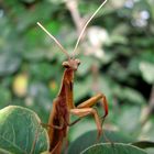 Europäische Gottesanbeterin (Mantis religiosa)