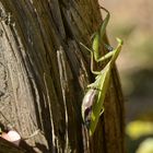 Europäische Gottesanbeterin (Mantis religiosa)