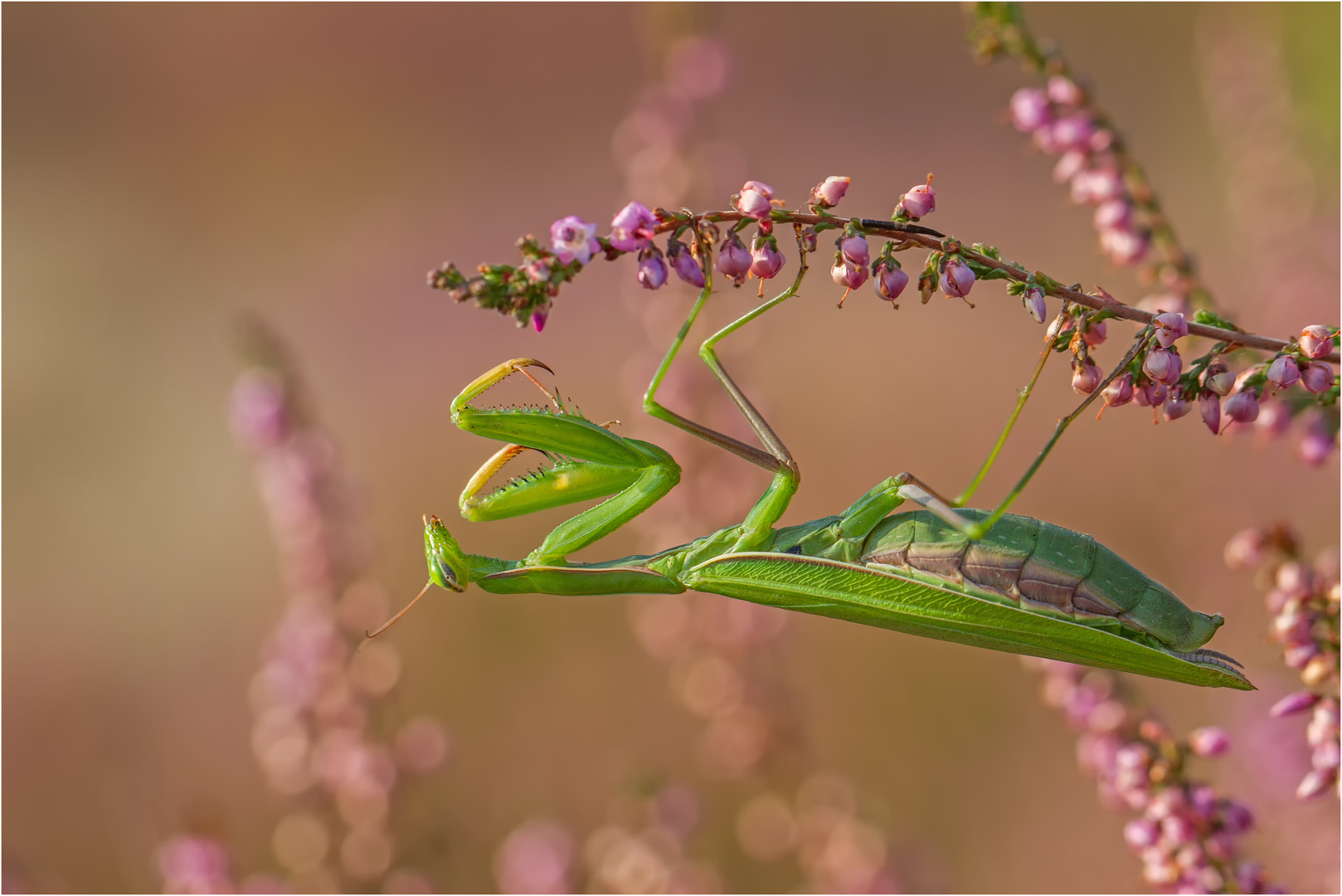 Europäische Gottesanbeterin (Mantis religiosa)