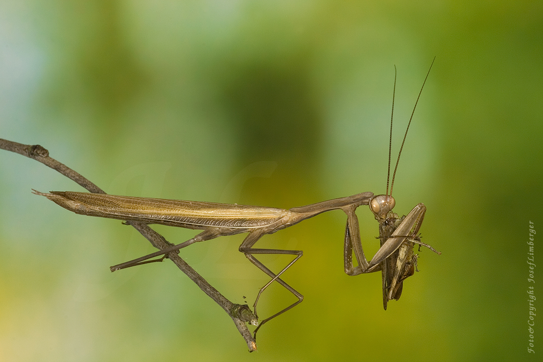 Europäische Gottesanbeterin (Mantis religiosa) C. Josef Limberger 