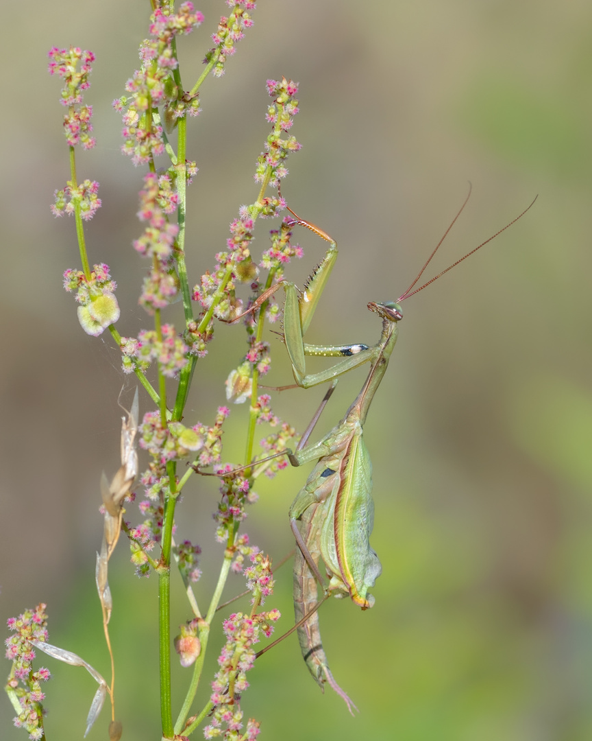 Europäische Gottesanbeterin (Mantis religiosa)