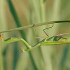 Europäische Gottesanbeterin - Mantis religiosa