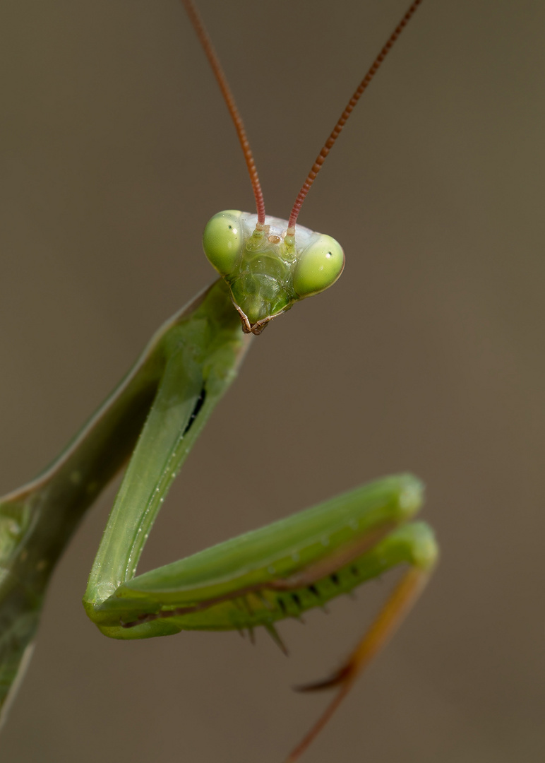 Europäische Gottesanbeterin (Mantis religiosa) 