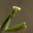 Europäische Gottesanbeterin (Mantis religiosa) 