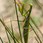 Europäische Gottesanbeterin (Mantis religiosa)