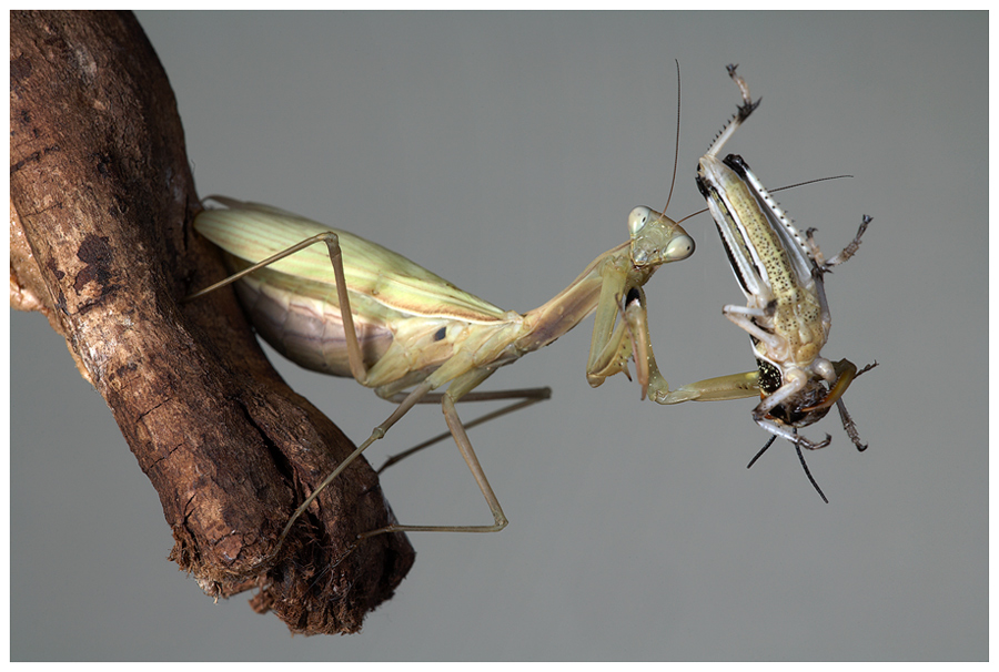 Europäische Gottesanbeterin (Mantis religiosa)