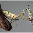 Europäische Gottesanbeterin (Mantis religiosa)