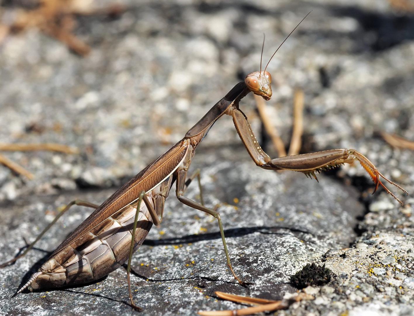 Europäische Gottesanbeterin (Mantis religiosa)