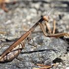 Europäische Gottesanbeterin (Mantis religiosa)