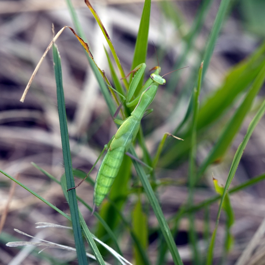 Europäische Gottesanbeterin (Mantis religiosa)