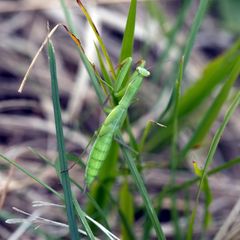 Europäische Gottesanbeterin (Mantis religiosa)