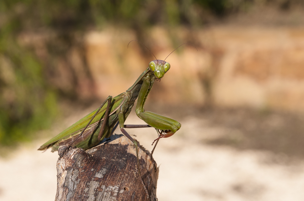 Europäische Gottesanbeterin (mantis religiosa)