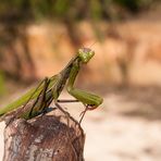 Europäische Gottesanbeterin (mantis religiosa)