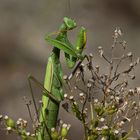 Europäische Gottesanbeterin (Mantis religiosa)