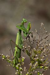 Europäische Gottesanbeterin (Mantis religiosa)