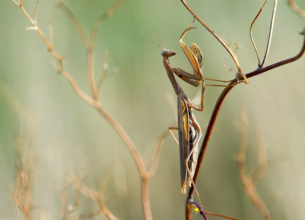 Europäische Gottesanbeterin - Mantis religiosa