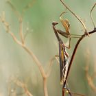 Europäische Gottesanbeterin - Mantis religiosa