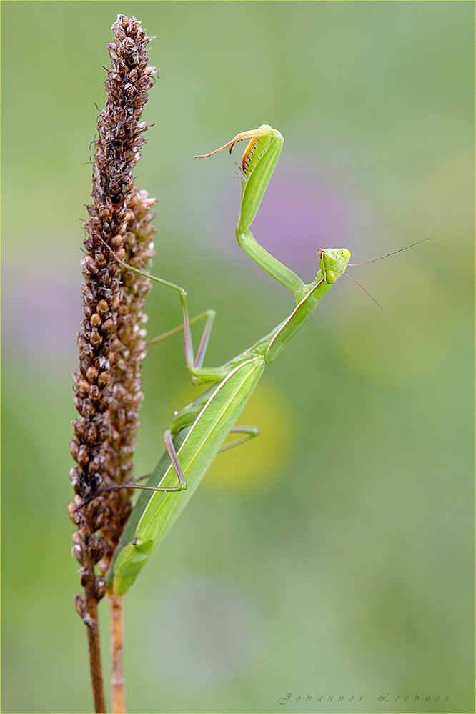 Europäische Gottesanbeterin (Mantis religiosa)