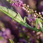 Europäische Gottesanbeterin ( Mantis religiosa) frißt eine Biene