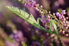 Europäische Gottesanbeterin ( Mantis religiosa) frißt eine Biene