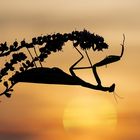 Europäische Gottesanbeterin (Mantis religiosa) im Abendlicht