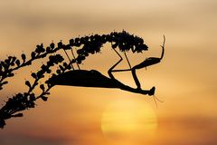 Europäische Gottesanbeterin (Mantis religiosa) im Abendlicht