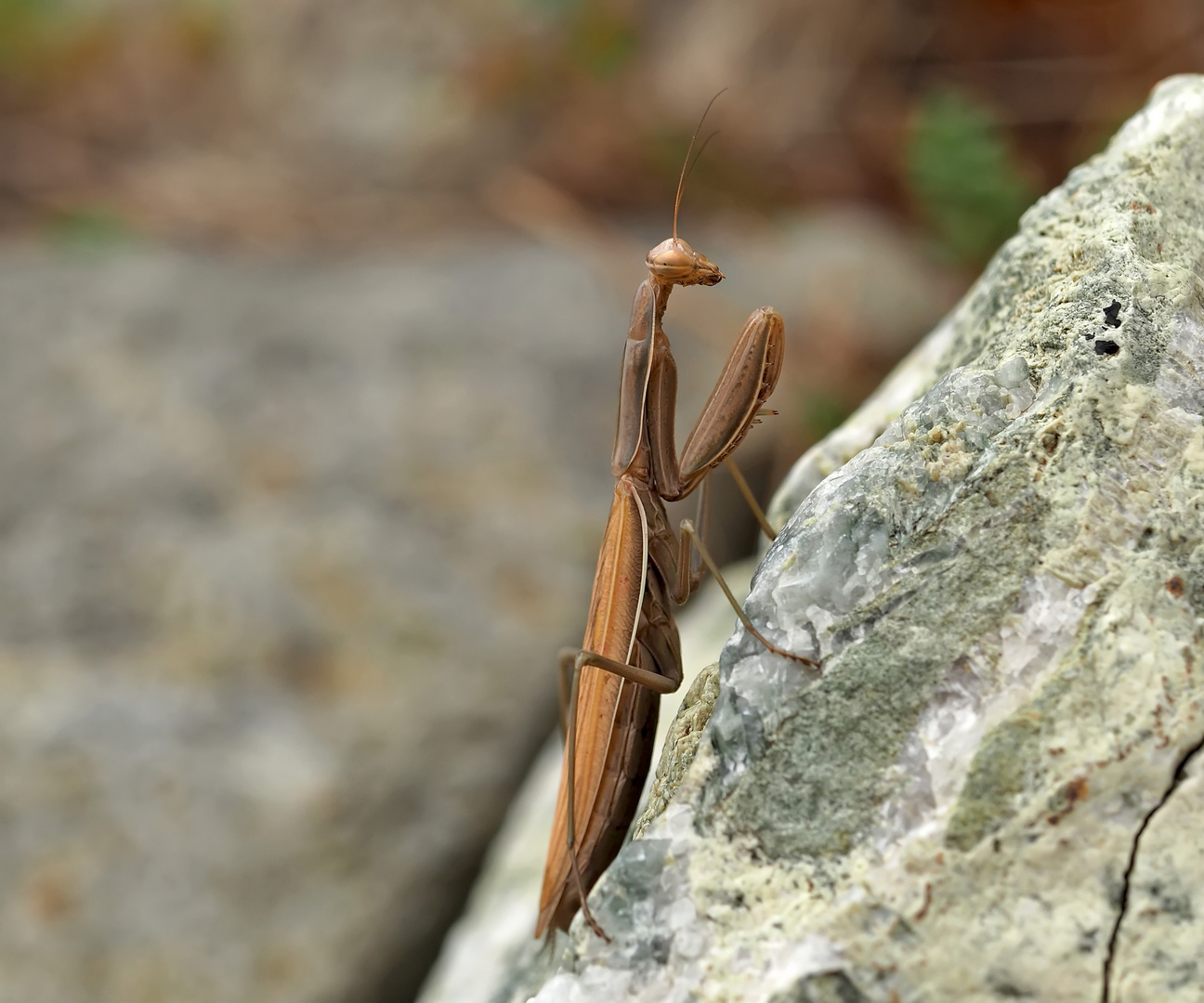 Europäische Gottesanbeterin (Mantis religiosa) - La Mante religieuse