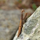 Europäische Gottesanbeterin (Mantis religiosa) - La Mante religieuse