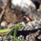 Europäische Gottesanbeterin (Mantis religiosa). - La mante religieuse.