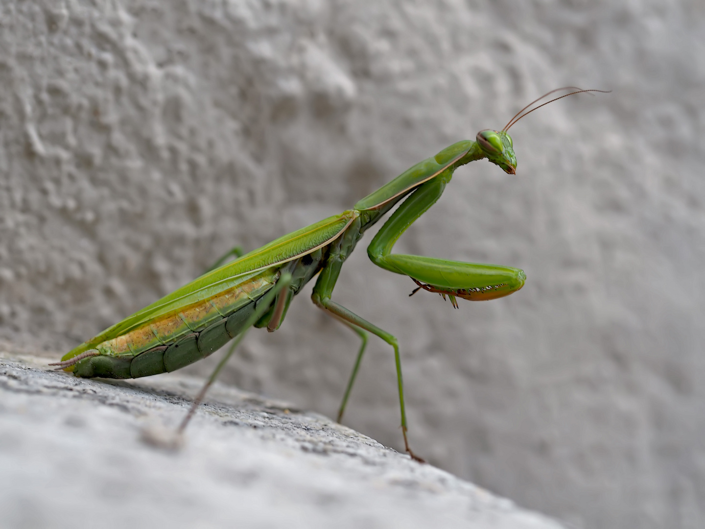 Europäische Gottesanbeterin (Mantis religiosa) - La Mante religieuse.