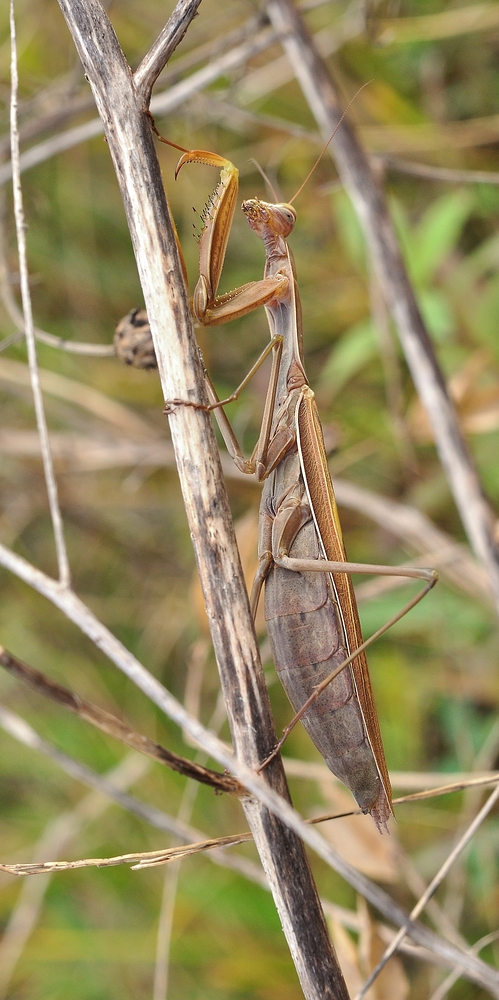 Europäische Gottesanbeterin (Mantis religiosa)....., Männchen.....