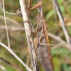 Europäische Gottesanbeterin (Mantis religiosa)....., Männchen.....