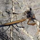 Europäische Gottesanbeterin (Mantis religiosa), Männchen. - La mante religieuse, un mâle.