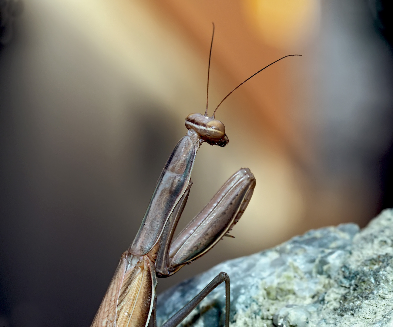 Europäische Gottesanbeterin (Mantis religiosa) - Mante religieuse 