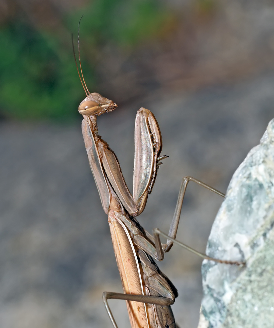 Europäische Gottesanbeterin (Mantis religiosa) - Mante religieuse