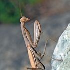 Europäische Gottesanbeterin (Mantis religiosa) - Mante religieuse