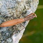 Europäische Gottesanbeterin (Mantis religiosa) - Mante religieuse