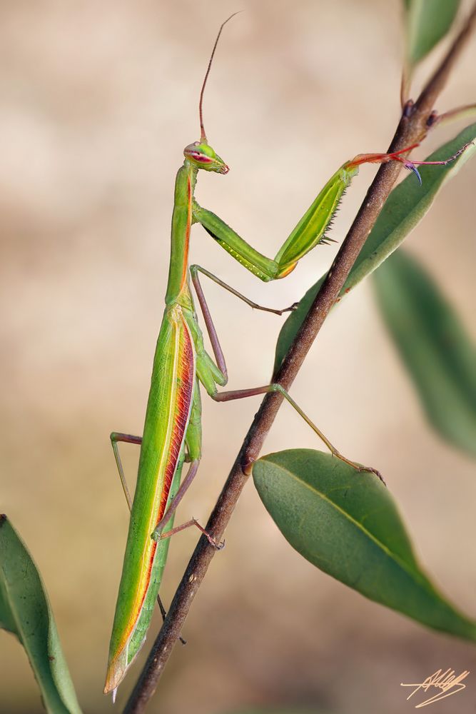 Europäische Gottesanbeterin (Mantis religiosa) Teil 2