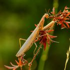 Europäische Gottesanbeterin (Mantis religiosa), Weibchen