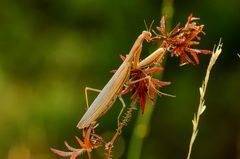 Europäische Gottesanbeterin (Mantis religiosa), Weibchen