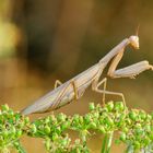 Europäische Gottesanbeterin (Mantis religiosa), Weibchen